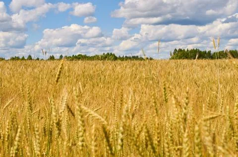 Wheat field and clouds in the sky Stock Photos