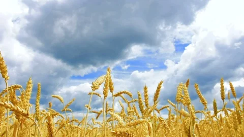 Wheat field and a cloudy sky dolly shot Stock Footage 77729317