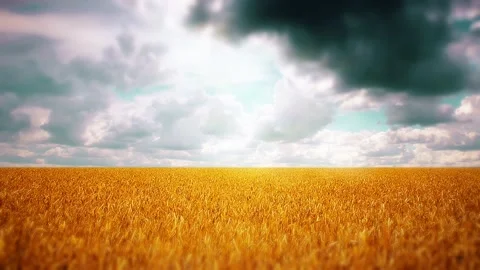 Wheat field and cloudy sky Stock Footage 219681430