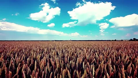 Wheat field and cloudy sky Stock Footage 220622307