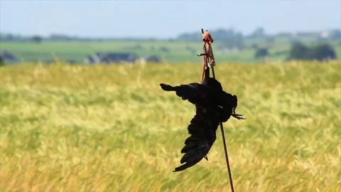Wheat field and dead crow Stock Footage 76810473