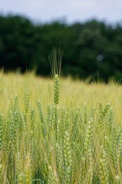 Wheat Field and Distant Trees Stock Photos