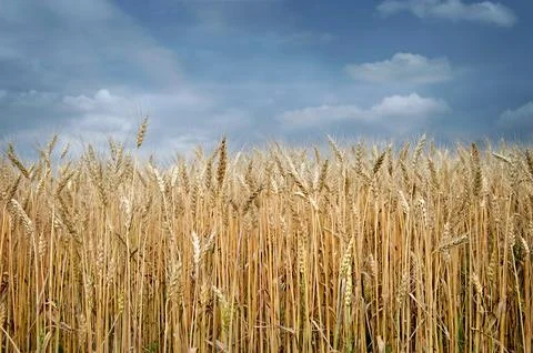 Wheat field and dramatic summer sky Stock Photos