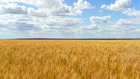 Wheat field and ears against the blue cloudy sky. Stock Footage 77428287