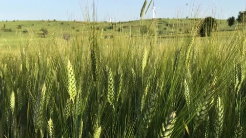 Wheat field and energy wind 16 Stock Footage 70304688