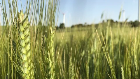 Wheat field and energy wind 6 Stock Footage 70304780