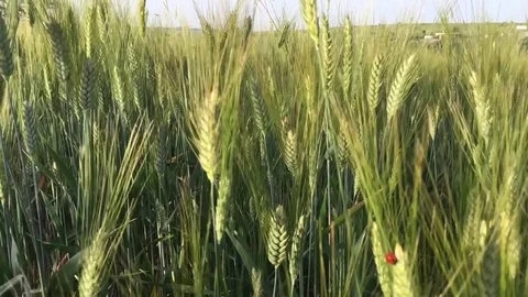 Wheat field and energy wind 15 Stock Footage 70304865