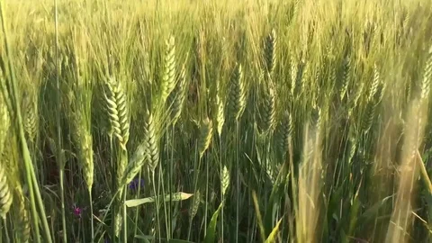 Wheat field and energy wind 18 Video stock 70304908
