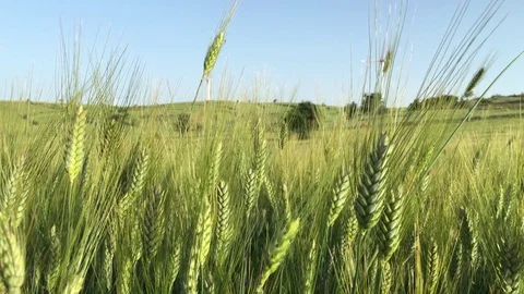 Wheat field and energy wind 3 Video stock 70304997