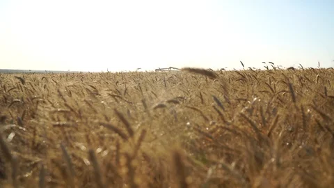 Wheat Field and flying Stock Footage 92734407