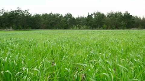 Wheat field and forest Stock Footage 100539926