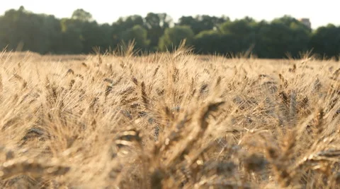 Wheat In Field and green trees Stock Footage 65263370