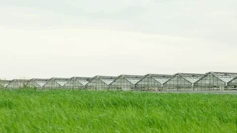 Wheat field and greenhouse Stock Footage 100533334