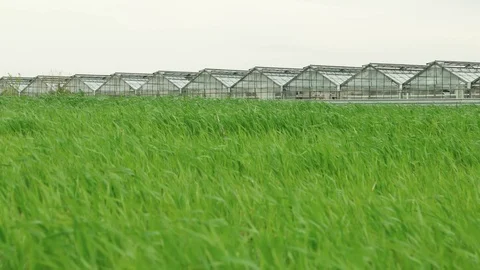 Wheat field and greenhouse Stock Footage 100534346