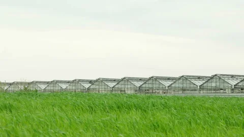 Wheat field and greenhouse Stock-Footage 100539730