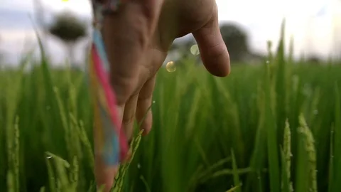 Wheat field and hand Stock Footage 100399459