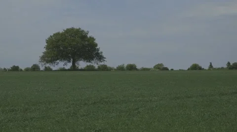Wheat field and lone tree Video stock 44204832