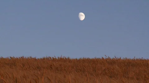 Wheat field and moon Vídeo Stock 824192