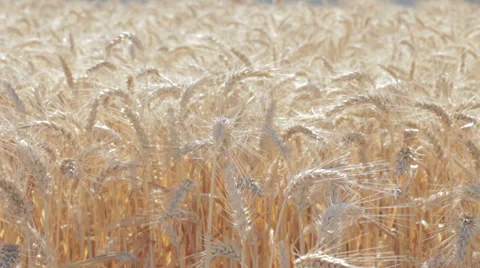 Wheat field and painter who paints, change of focus Stock-Footage 28313175