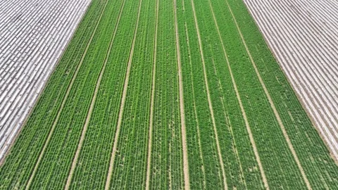 Wheat field and a potato plot sown with film in Zaozhuang, China Stock Footage 277196590