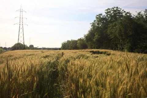 Wheat field and a pylon Stock Photos
