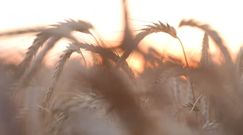 Wheat In Field and red sunset Stock Footage 65263368