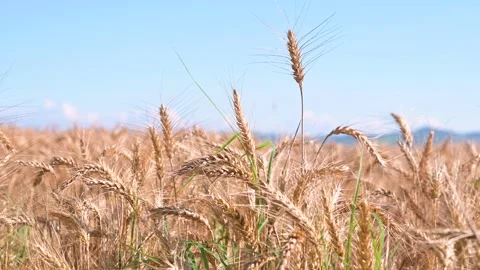 Wheat field and ripe ears of corn. Harvesting for the production of bread. 库存影片 132521820