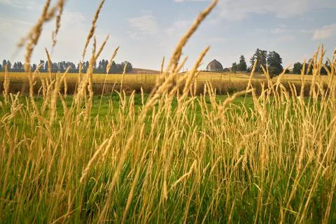 Wheat Field and Rustic Round Barn 스톡 사진