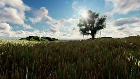 Wheat field and single tree on a beautiful afternoon Stock Footage 76825138
