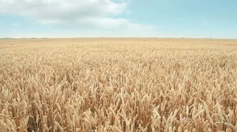 Wheat field and sky Stock Footage 11283619