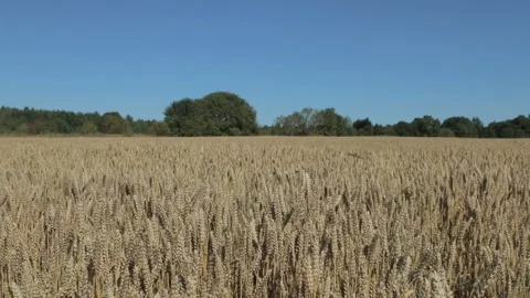 Wheat field and sky Stock Footage 86524386