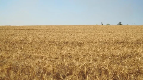 Wheat Field and sky Stock Footage 92732115