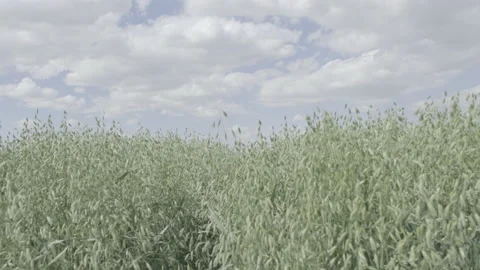 Wheat field and sky Video stock 151863759