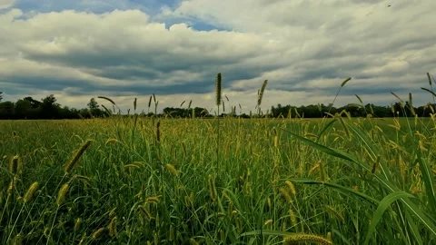 Wheat field and sky Stock Footage 214874389