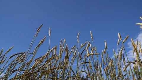 Wheat Field And Sky - Horizontal Pan Shot Stock Footage 95458500