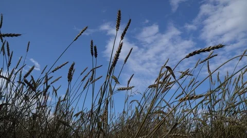 Wheat Field And Sky - Horizontal Pan Shot Stock Footage 95458720