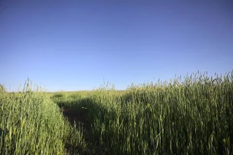 Wheat field and the sky Stock Photos