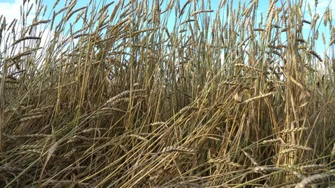 Wheat Field And Sky - Vertical Pan Shot Stock Footage 95458626