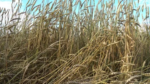Wheat Field And Sky - Vertical Pan Shot Stock Footage 95458660
