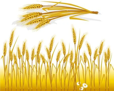 Wheat in the field and spike of wheat Stock Illustration