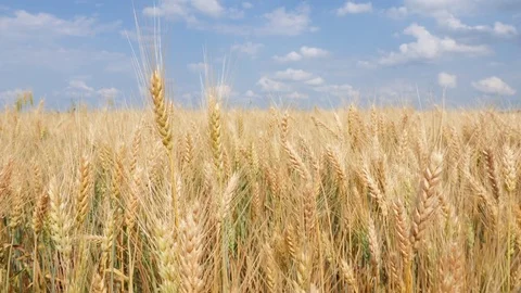 Wheat Field and Spikelets, blue sky, white clouds Stock Footage 77281187