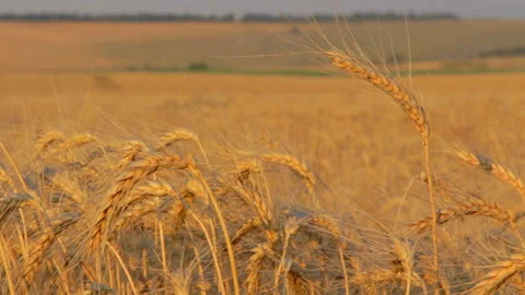 Wheat Field And Spikelets 스톡 동영상 89219128