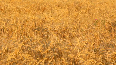 Wheat Field And Spikelets Stock Footage 89220513