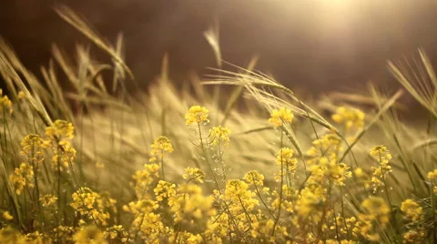 Wheat field and spring flowers background shallow dof close up Stock Footage 47785628