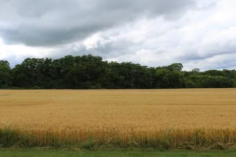 Wheat field and storm clouds in day time Stock Photos