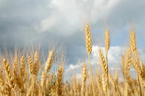 Wheat field and the summer sky Stock Photos