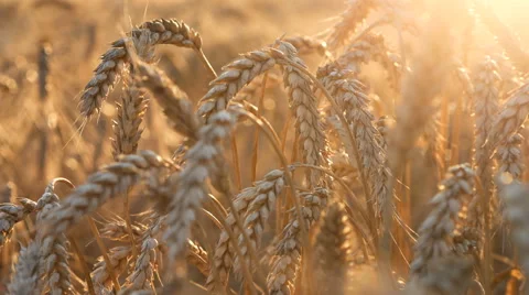 Wheat In Field and sun Stock Footage 65263374