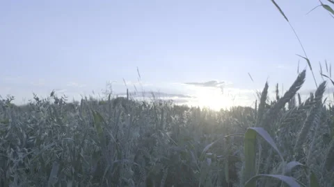 Wheat field and sun Video stock 151869209