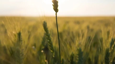 Wheat field and sun. The sun shines through wheat ears. Beautiful countryside Stockbeeldmateriaal 79384810