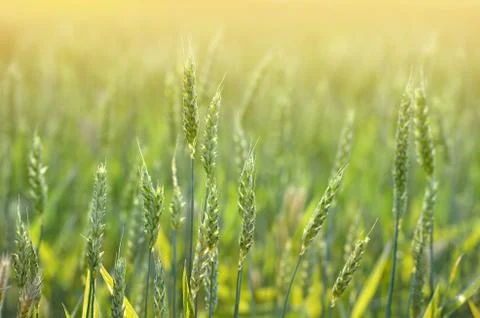 Wheat Field and Sunlight Stock Photos
